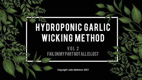 Hydroponic Garlic Indoors Vol 2