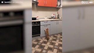 Gato escala gavetas para chegar a comida!