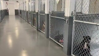 New animal shelter opening to public for adoptions looks forward to 'fresh start' in Fort Pierce