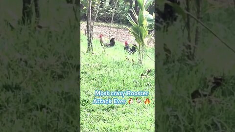 Most crazy Rooster Attack Ever 🐔 🐓 🔥 #viral #shorts #rooster #chicken #animals #wildlife #zoolife