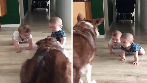 Bursts of laughter from two babies facing their dog