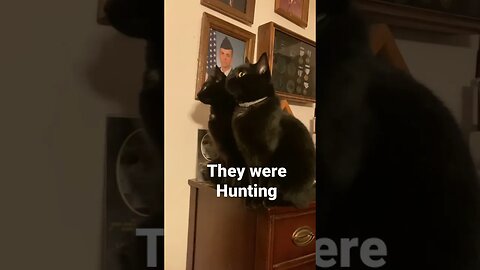 The Cats Don’t Miss a Thing