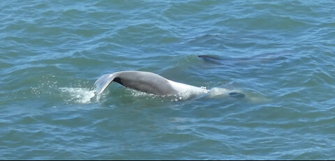 Sarasota Bay Dolphins - May 31, 2022