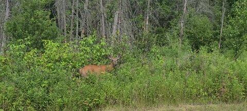 Deer in the bush