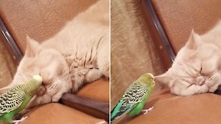 Clingy parakeet won't stop talking to sleeping cat