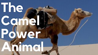 The Camel Power Animal