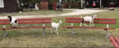 Cute Goats with Excellent Sensory Motor Skills