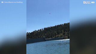 Il falco si lancia nel lago per afferrare la sua preda!
