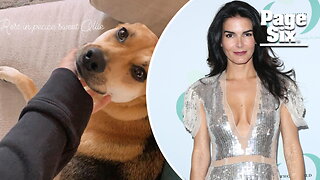 'Devastated' Angie Harmon claims Instacart driver shot and killed 'precious' dog Oliver