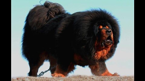 This is the strongest dog in the world that defies lions