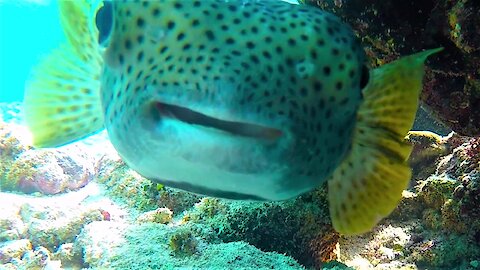 Curious pufferfish is adorable but extremely deadly to predators