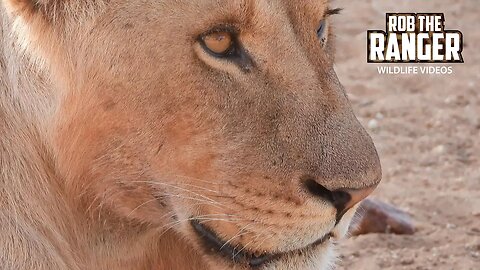 Young Lions | Samburu | Zebra Plains On Tour