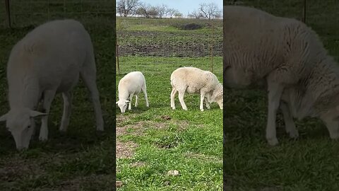 Our five sheep ewes with our new Royal White Ram!
