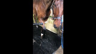 Horse asking for some snack