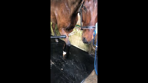 Horse asking for some snack