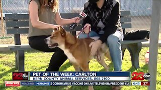 Pet of the week: Carlton