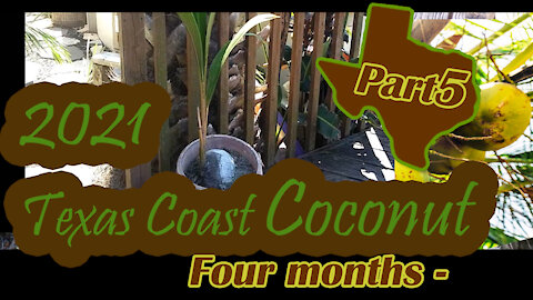 Texas Coast Coconut Palm - Part 5