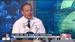 Dr. Joe answers your pet questions