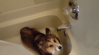 Corgi LOVES the Shower!