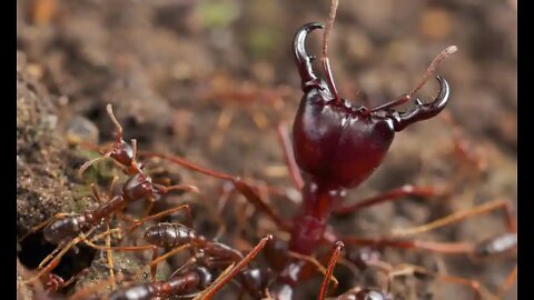 Army Ants - Documentary