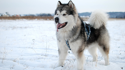 Alaska dog enters the refrigerator