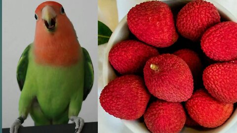 Parrot is eating litchi.