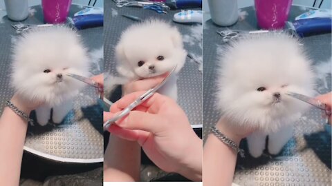 little cute puppy doing cute things