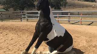 Sitting Horse Refuses To Stand Up