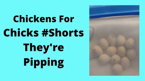 Chicks Pipping 1 #Shorts