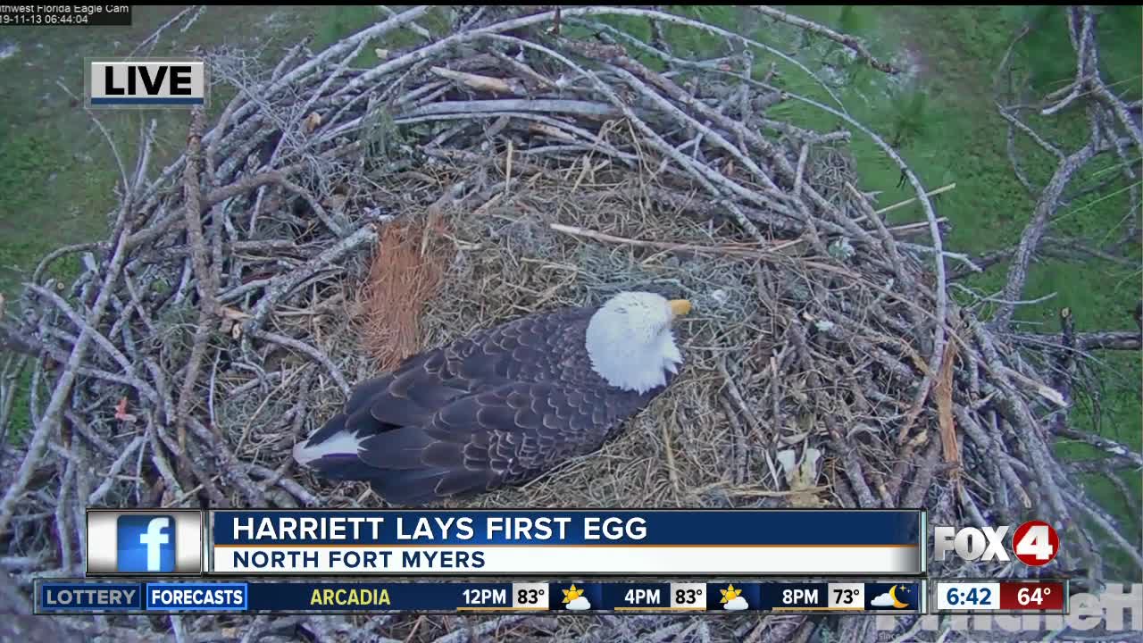 Harriet the bald eagle lays her first egg of 2019