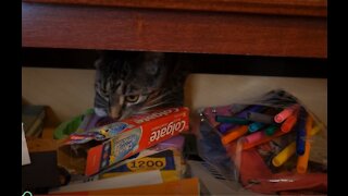 Koko Got Stuck In The Drawer - HERE IS HOW WE GOT HER OUT!