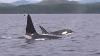Resident orcas on the West Coast are getting additional protections