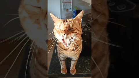 Bedford has something to say #bengalcat #cutecat