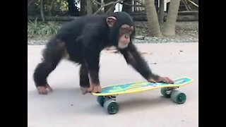 Ce chimpanzé maîtrise le skateboard