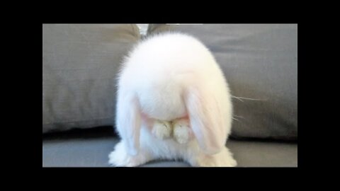 Cute Baby Bunny Washing Her Face Off