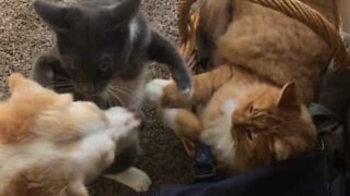 Cadela põe fim a suposta batalha entre gatos
