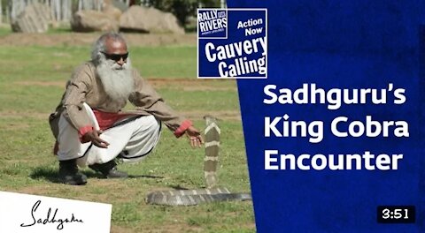 Sadhguru's encounter with king cobra