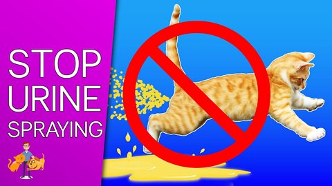 How to STOP Your Cat Spraying Everywhere: 9 tips for success!