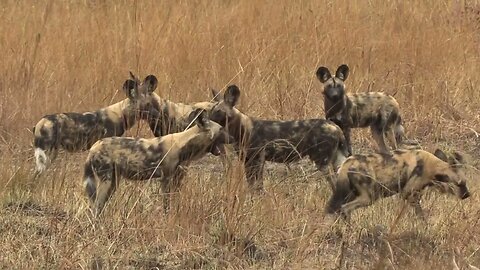 Huge Pack of African Wild Dogs