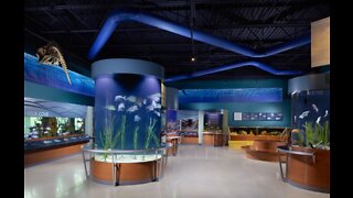South Florida Science Center and Aquarium announces reopening plan