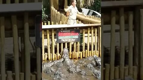 Feeding Time! | Visiting the Alligator Farm | St. Augustine Florida