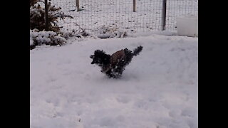ZOOMIES - Toy Poodle Puppy's First Snow!