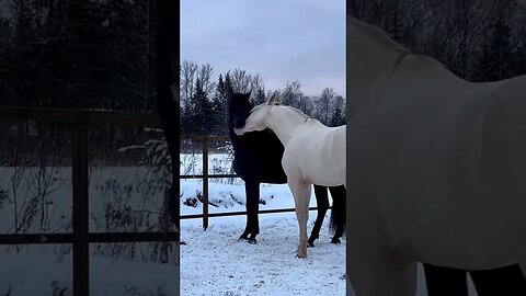 Lovely Horses Cuddling#animals #pets #horse #horoscope #friesianhorse #arabianhorse #minihorse