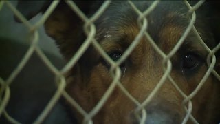 Lorain County could get a new dog kennel after commissioners approve borrowing $1 million