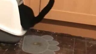 Cat doesn't understand the point of a litter box