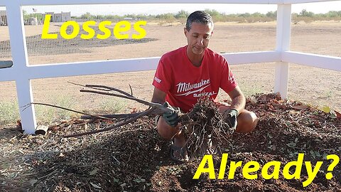 Why Are We Losing Fruit Trees? | Best Chop & Drop for Desert Climates