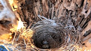 Eggs in a nest