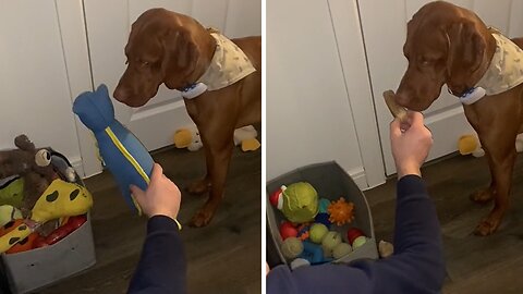 Smart Dog Knows Which Toys To Choose And Which To Ignore