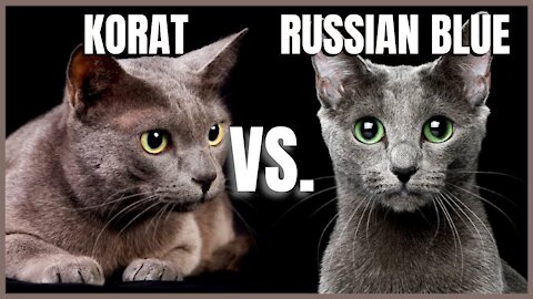 Korat Cat Vs Chartreux Cat