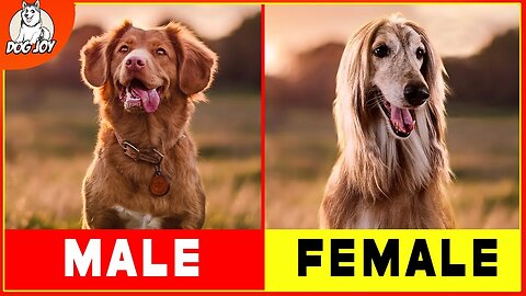 Male vs. Female Dogs: Discover the Surprising Differences!